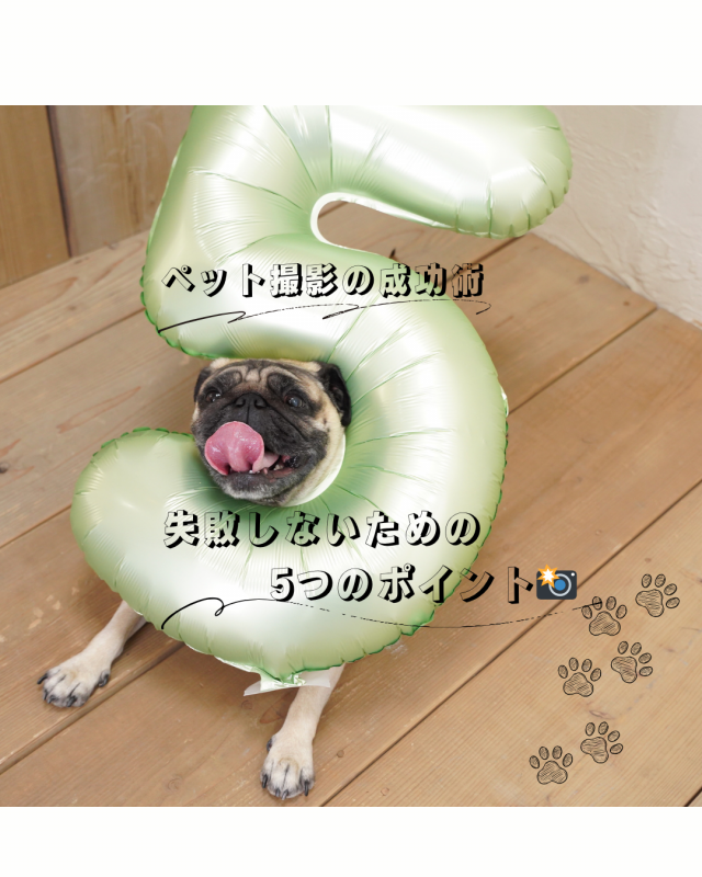 ペット撮影の成功術：失敗しないための5つのポイント