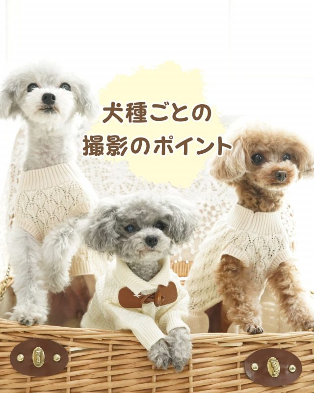 犬種ごとに違う！スタジオ撮影で得られるベストショットの秘訣