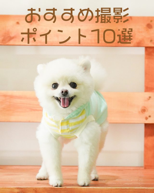 愛犬を完璧に撮る方法：おすすめ撮影ポイント10選
