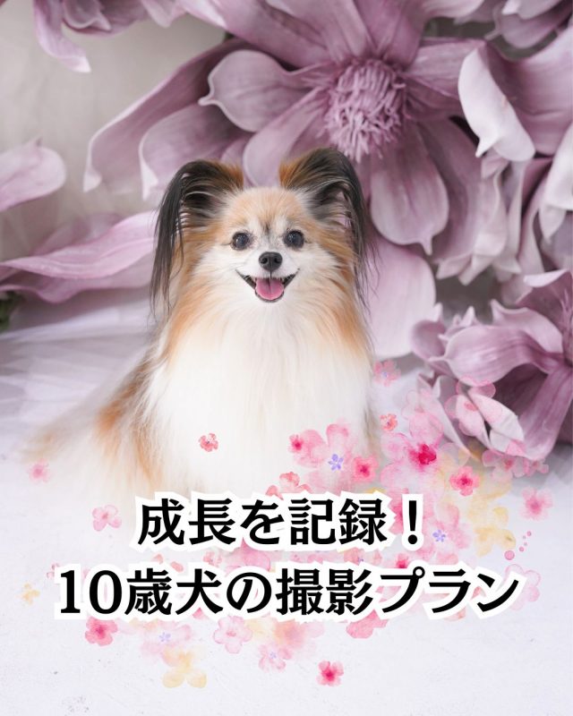 成長を記録！10歳犬の撮影プラン