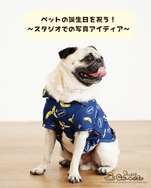 ペットの誕生日を祝う！スタジオでの写真アイディア