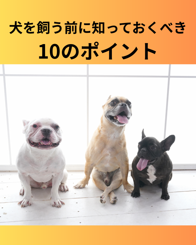 犬を飼う前に知っておくべき10のポイント