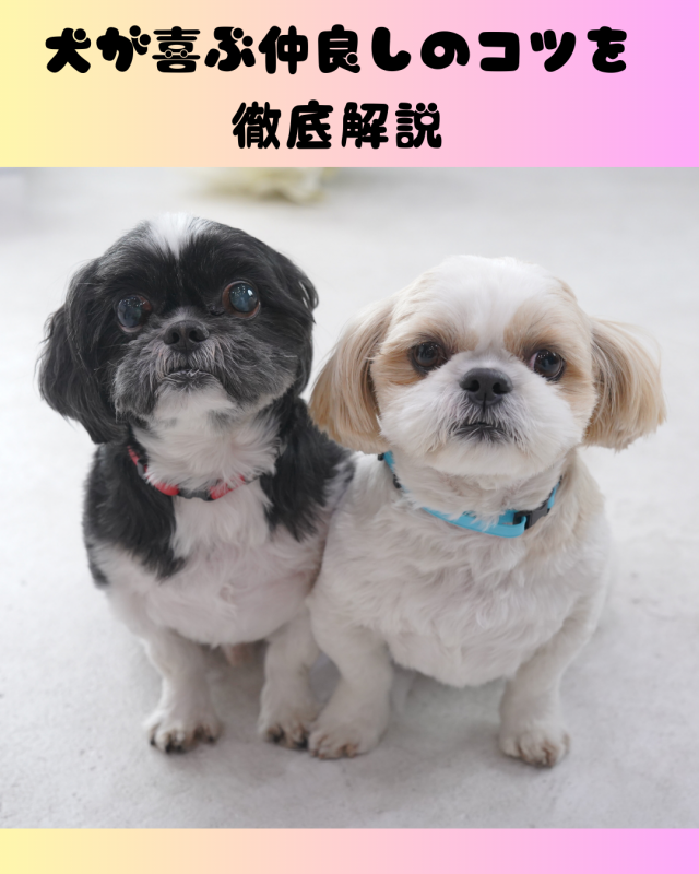 犬が喜ぶ仲良しのコツを徹底解説